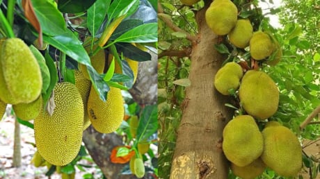 Các cụ dặn: 3 loại cây 'chặn tài lộc', đừng dại trồng trước cổng