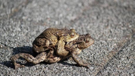 Các cụ dặn: 4 con vật vào nhà là điềm lành, đuổi đi là mất lộc