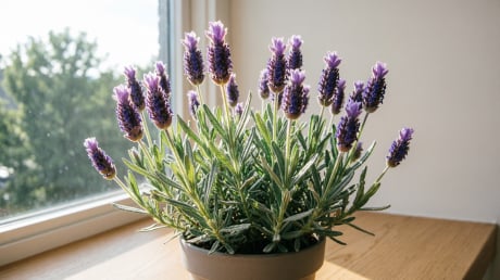 3 loại cây nhỏ trong nhà nhưng có thể giúp bạn ngủ ngon và bớt căng thẳng mỗi ngày