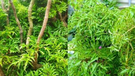 Nhà đang trồng cây đinh lăng cần chú ý 5 điều sau