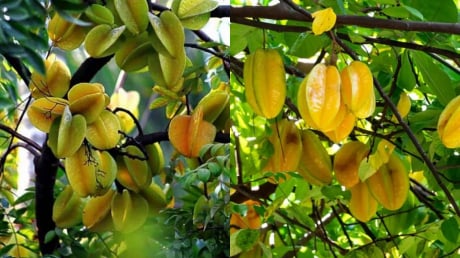 5 điều cần chú ý cho những nhà đang trồng cây khế