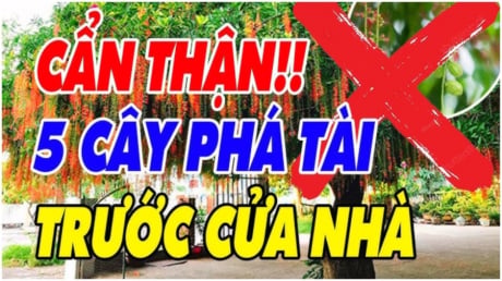 5 loại cây âm sát khi cao: Cây càng xanh người càng lao đao