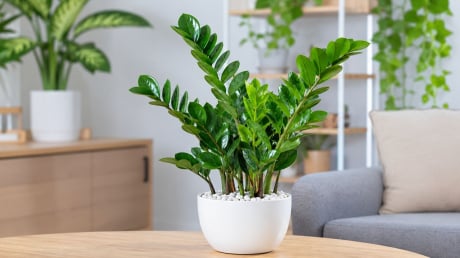 Trồng cây kim tiền đừng bỏ qua những 'lưu ý vàng': Vừa tăng cảm giác hút tài lộc vừa tránh rước rắc rối