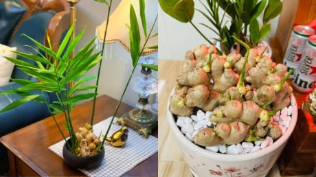 Vì sao nhiều người thích trồng gừng trong nhà? Có 5 ý nghĩa đặc biệt