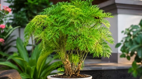 Trồng cây đinh lăng ở đâu tốt nhất? Nhà ai đang trồng cần biết điều này