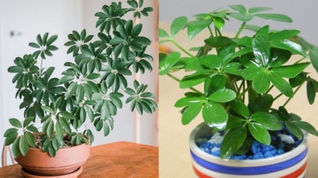 Người thuộc 2 mệnh này hợp trồng cây ngũ gia bì nhất