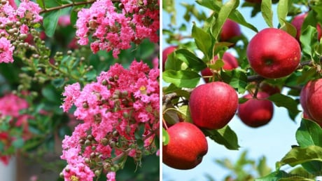 Các cụ dặn: 'Trồng ba cây trước cửa nhà, gia đình sẽ thịnh vượng ba đời, hút lộc, chiêu tài sung túc, bình an'