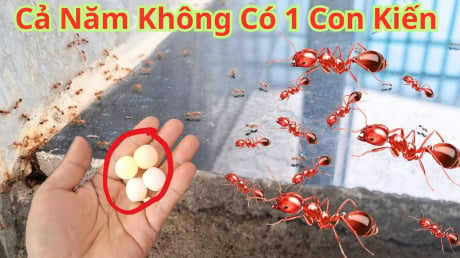 9 cách đuổi kiến khỏi nhà vĩnh viễn, cực dễ làm, rẻ tiền lại vô cùng hiệu quả
