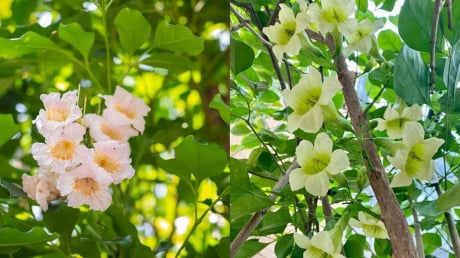 Hiện tượng cây hạnh phúc nở hoa mang ý nghĩa gì? 5 điều gia chủ nên biết khi trồng loại cây này