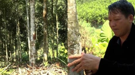 Từ vùng đất hoang sơ đến “thủ phủ tỷ phú quế”: Câu chuyện đổi đời của người Mông ở Mỏ Vàng