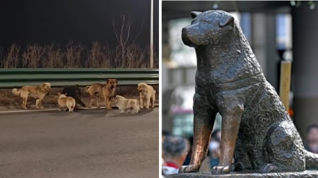 Hachiko đợi chủ suốt 9 năm và đàn chó trung thành vượt 17km trở về nhà