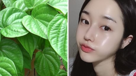 Cách dùng lá trầu không trị sạch mụn, thu nhỏ lỗ chân lông, làm trắng da hiệu quả