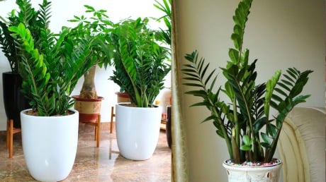 5 lợi ích khi trồng cây kim tiền trong nhà