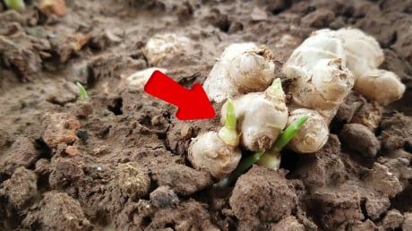 Gừng mọc mầm còn ăn được không?