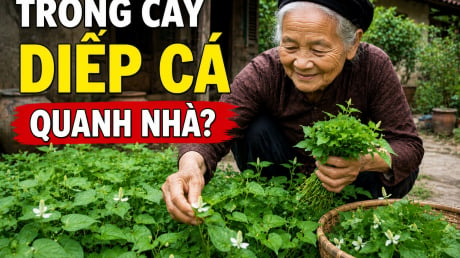 Vì sao người xưa rất thích trồng cây diếp cá quanh nhà?