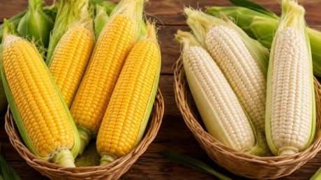 Ngô ngọt vàng và ngô nếp trắng, nên chọn loại nào?