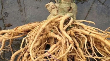 Củ đinh lăng có phải càng lâu năm càng tốt? Mẹo chọn củ đinh lăng chuẩn, tránh mua nhầm