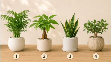 Quiz: Chậu cây bạn thích nhất có thể phản ánh xu hướng vận trình tuần tới sẽ lên hay xuống