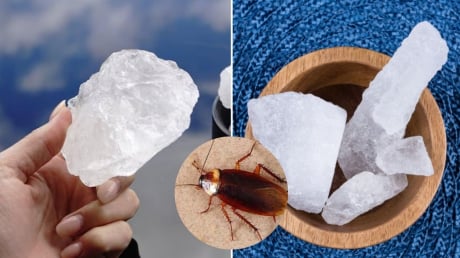 Nguyên liệu đuổi gián giá rẻ, hiệu quả cực tốt, nhiều người chưa biết