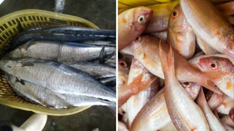 4 loại cá chứa nhiều thủy ngân: Ít xương, nhiều thịt thích mấy cũng phải hạn chế ăn