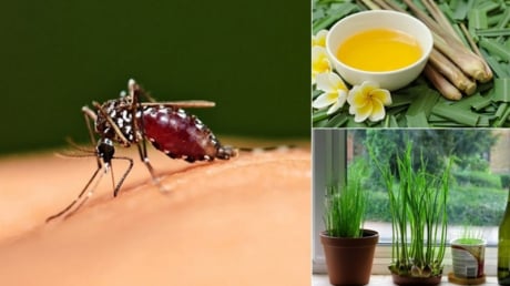 Cách đuổi muỗi không cần hóa chất: Đơn giản, an toàn mà hiệu quả