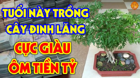 Cây đinh lăng trấn giữ của cải đừng trồng linh tinh: Trồng vị trí này hút tài lộc vào nhà
