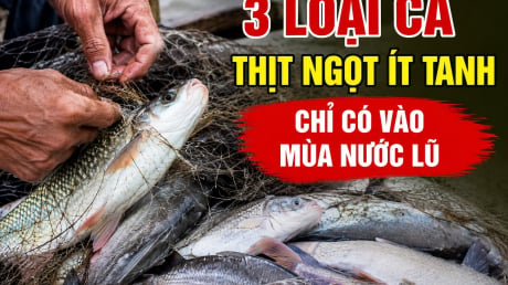 3 loại cá thịt ngọt ít tanh, chỉ có vào mùa nước lũ