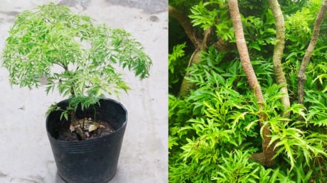 Vị trí trồng cây đinh lăng hút tài lộc, của cải vào nhà