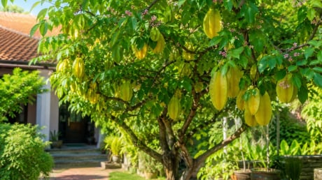 Trồng cây khế trong nhà nhất định phải biết điều này