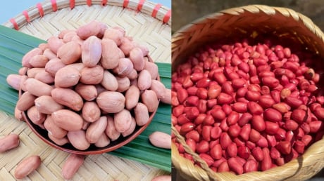 Lạc trắng và lạc đỏ: Nên mua loại nào?