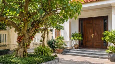 3 vị trí tốt nhất để trồng cây sung giúp trấn giữ tiền bạc