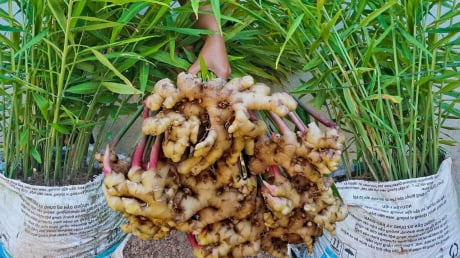 Mẹo trồng gừng củ to, đẻ nhiều nhánh