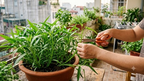 Chỉ cần 1 nhánh rau muống, sau 10 ngày kín cả chậu, hái ăn liên tục không xuể
