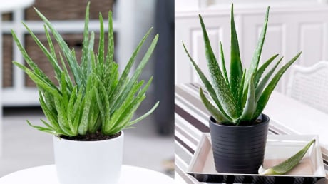 Mẹo trồng nha đam (lô hội) trong đất và thủy sinh, cho lá to, mập
