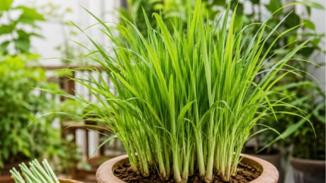 Cách trồng sả trong chậu nhanh thành bụi, dùng quanh năm