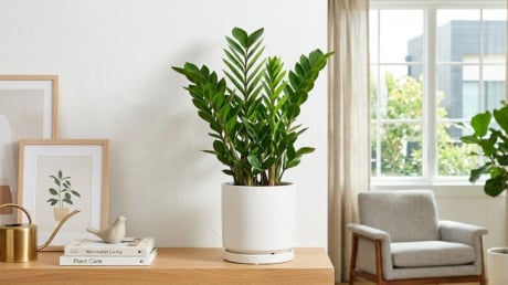 Vì sao nhiều người cho cây kim tiền vào 'danh sách đen', không trồng trong nhà?