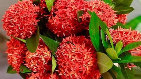 Có nên trồng cây Mẫu Đơn trước nhà không?