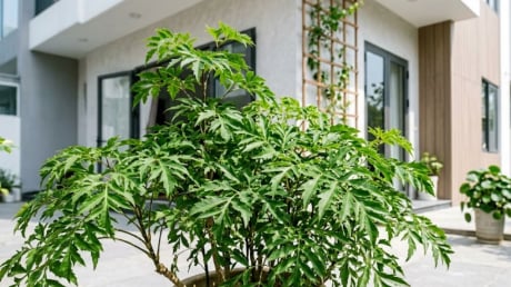 Trong nhà có 3 vị trí tốt nên trồng cây đinh lăng