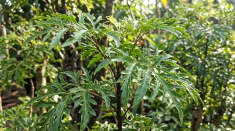 Tin vui cho những nhà đang trồng cây đinh lăng