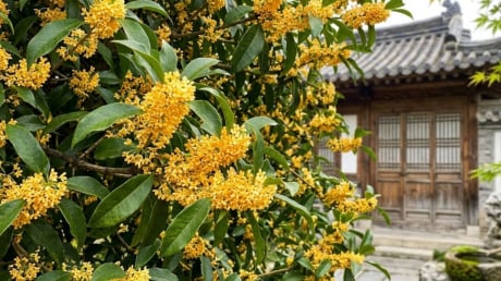 Người mệnh nào hợp trồng cây mộc hương (quế hoa) nhất?