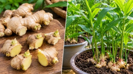 Trồng gừng nên cắt từng mắt hay để cả củ? Làm đúng cách, củ lên mầm khỏe, chậu gừng sai củ cũng ít