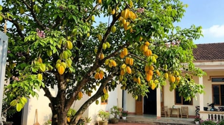 4 vị trí trồng cây khế hút tài lộc vào nhà