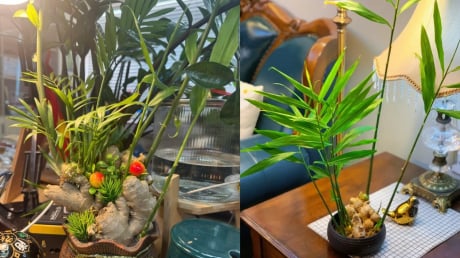 Cách trồng gừng thủy sinh hút tài lộc cho dân công sở