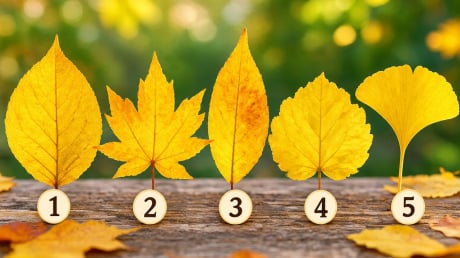 Chiếc lá vàng nào khiến bạn thấy rung cảm nhất?