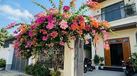 Trồng hoa giấy phong thủy ở vị trí nào để hút lộc vào nhà?