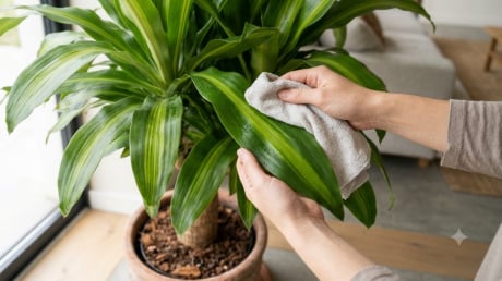 Công thức chăm thiết mộc lan tối giản: Bận rộn mấy cây vẫn xanh bóng, có cơ hội ra hoa