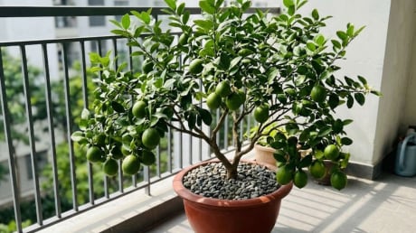 Mệnh nào trồng cây chanh hút tài lộc vào nhà?