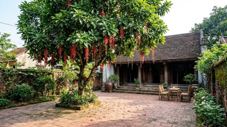 Nên trồng Khế hay Lộc Vừng trước nhà? Chọn cây theo tuổi và diện tích sân