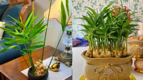 Mệnh nào trồng gừng phong thủy hút tài lộc vào nhà?