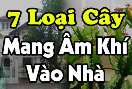 7 loại cây Mang Âm Khí Vào Nhà: Cây càng xanh tươi người càng suy, nhổ ngay trước khi quá muộn, là cây gì?